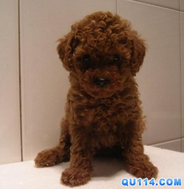 寻找自家泰迪熊有<em>照片</em>,有报酬!版主<em>勿删</em>_寻人