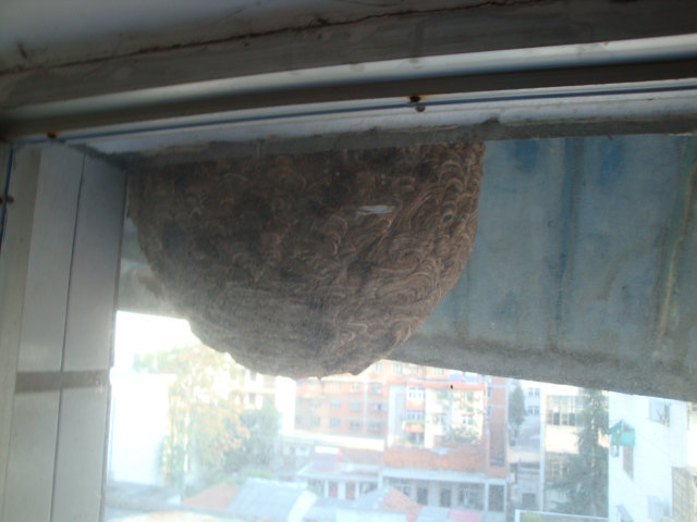 201110261715032.JPG