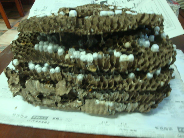 20111026171606300.jpg