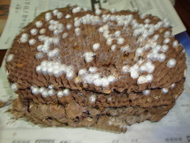20111026171617377.jpg