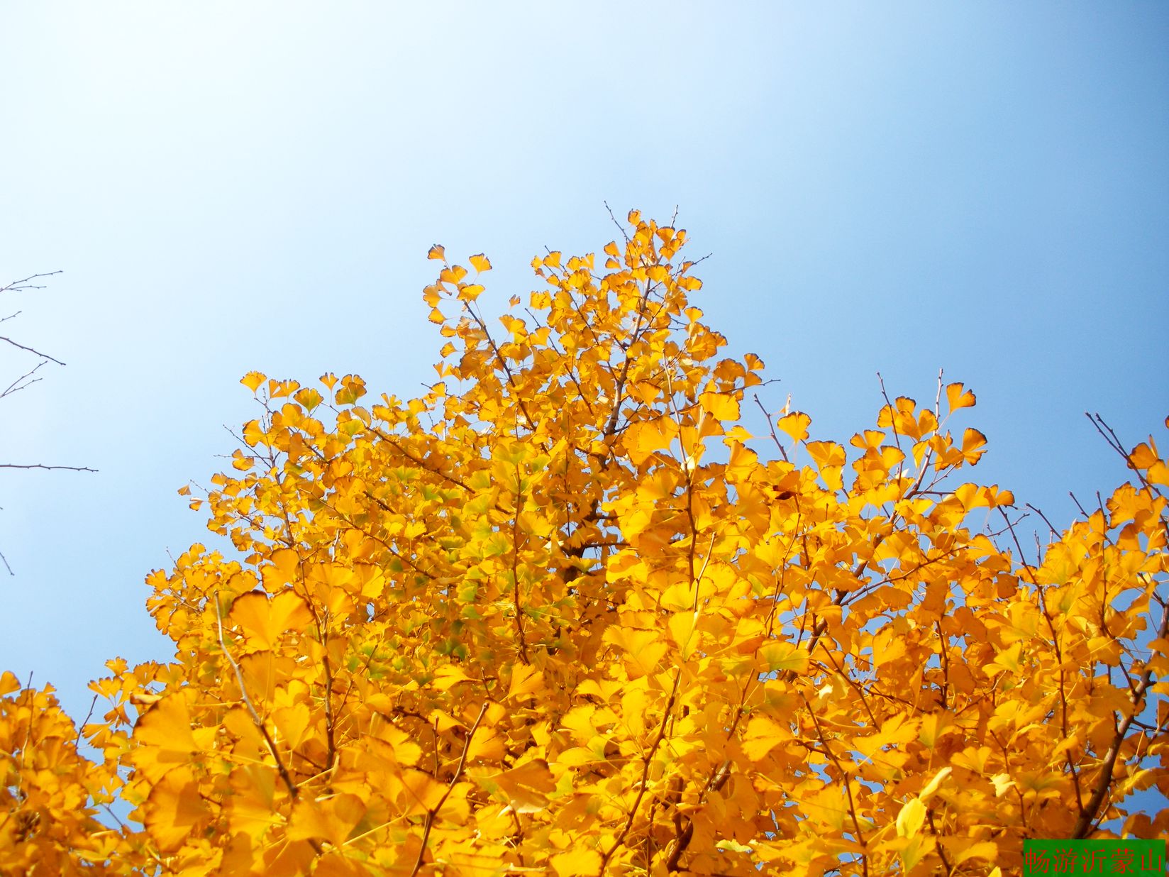 马站戴家后沟的银杏林_马站论坛_沂水论坛_沂