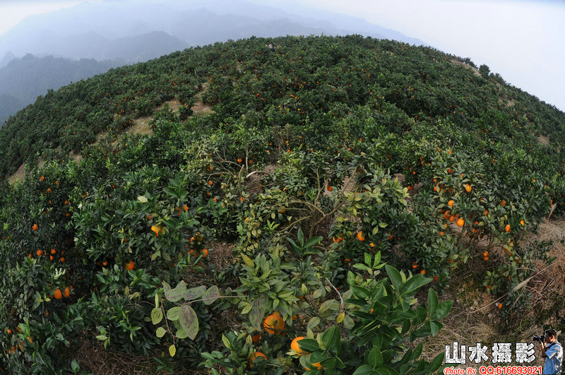 种植业中药材_种植业收入(3)