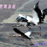 ï������ʪ�غھ���