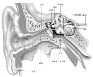 大学生考英语四级作弊 导致耳机掉进耳朵里_热