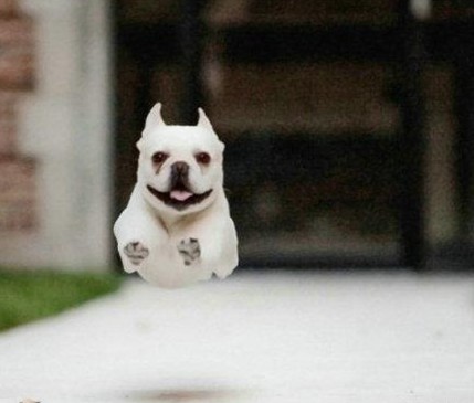 小狗跑起来,四腿离地是这样子的