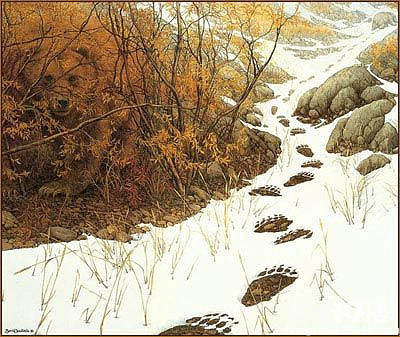 【看图测智商】3秒钟你能看的出熊在那里么?