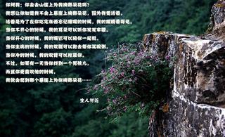 ɽ�����Ƕ仨