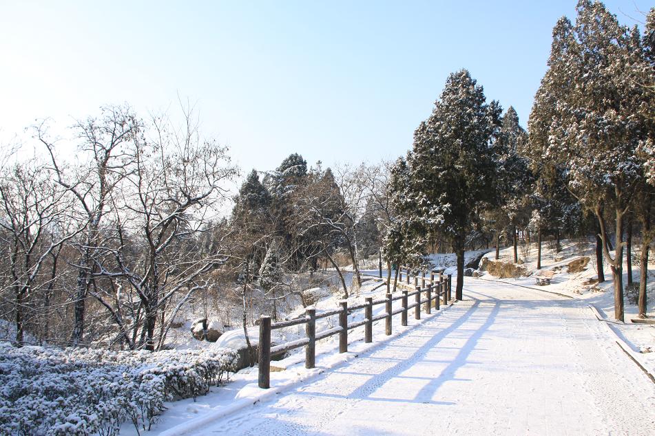 2011.2.14<em>情人</em>节<em>雪景</em>_摄影拍客_邹城论坛_邹