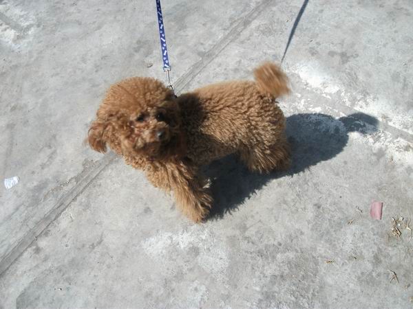 你喜欢什么颜色的泰迪?_时尚空间_白城论坛