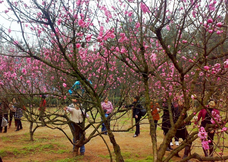 [贴图]自贡尖山游!汗!桃花就那么多点,人那么多!不过桃花还是好看.