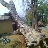 �õĵ�����