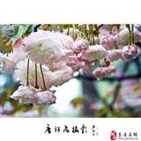 清纯的樱花