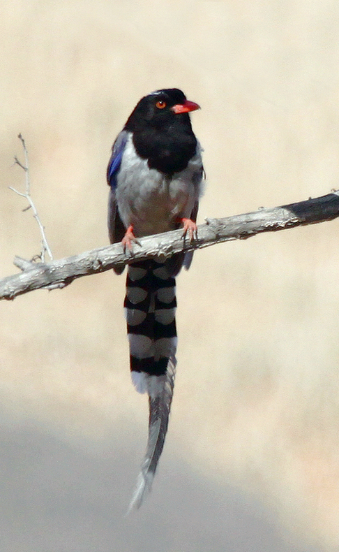 全身长约65厘米,上身蓝色,头黑色,嘴红色,尾十分长,是鹊类中鸟体最大