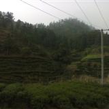 汤湖农村风光