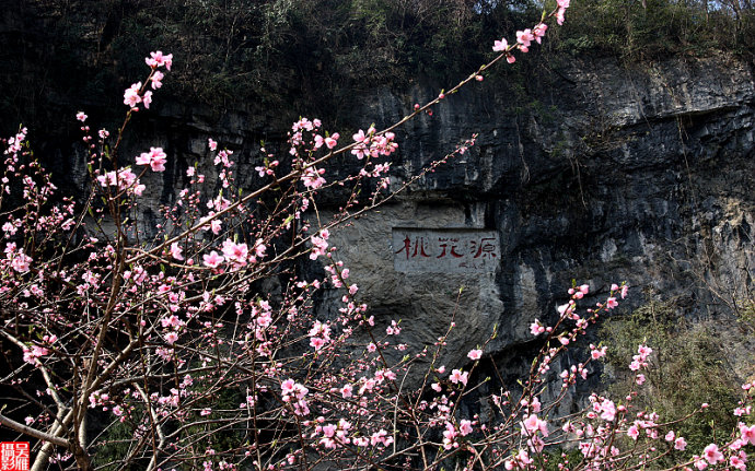 [原创]中国酉阳桃花源风景区桃花盛开(一)