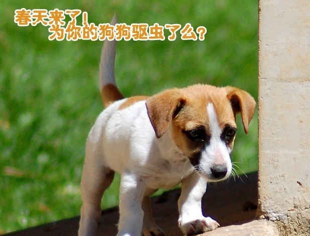 主题: 春天来了!为你的狗狗驱虫了么?