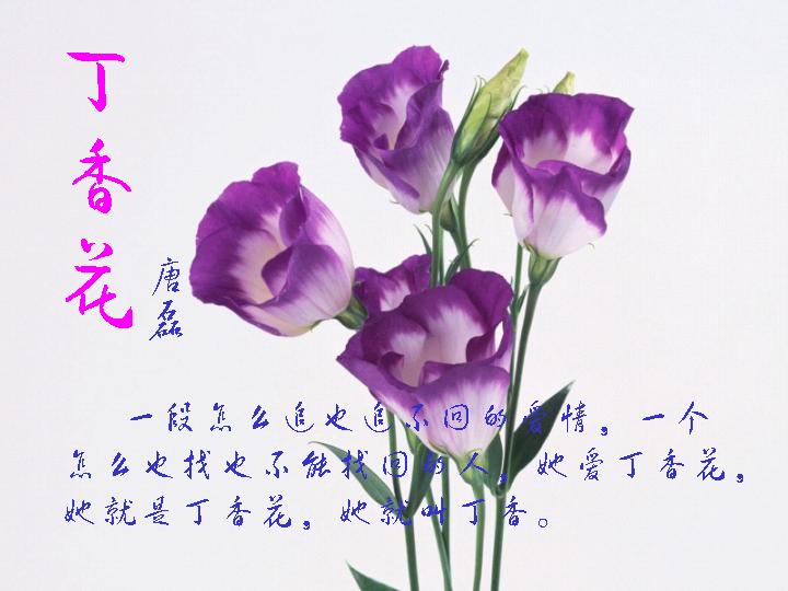 {丁香花的故事}.