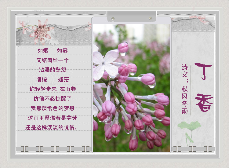 {丁香花的故事}.