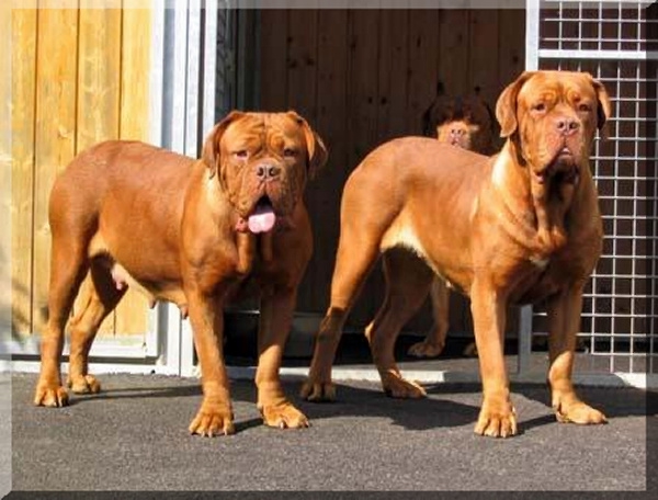 法国波尔多(dogue de bordeaux)  原产地:法国 