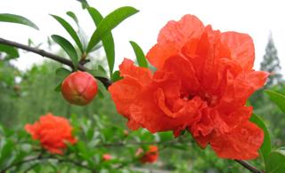 榴花