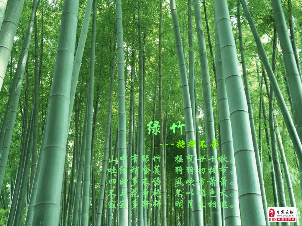 [原创]绿竹