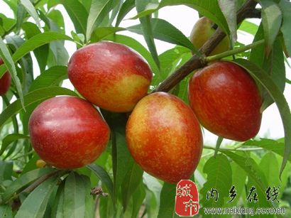 赤眉油桃什么时候熟?到时候我们一起去采摘油