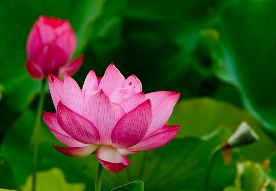 蟹爪兰花图,最适合养在室内的花图,丑妞十字绣鞋垫花图,花图高清图片