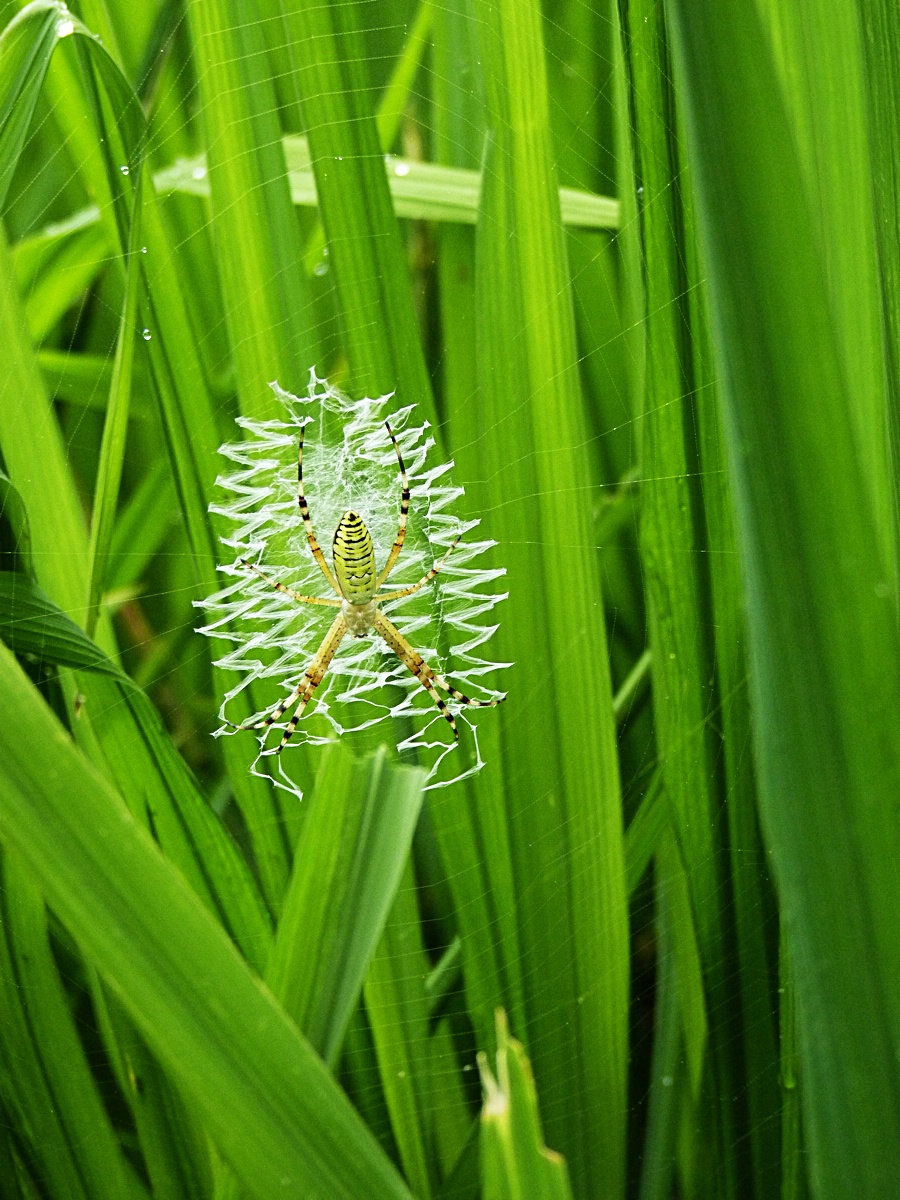 主题 这种蜘蛛很坏喽!