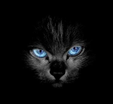[原创]搞笑小故事:可爱的黑猫