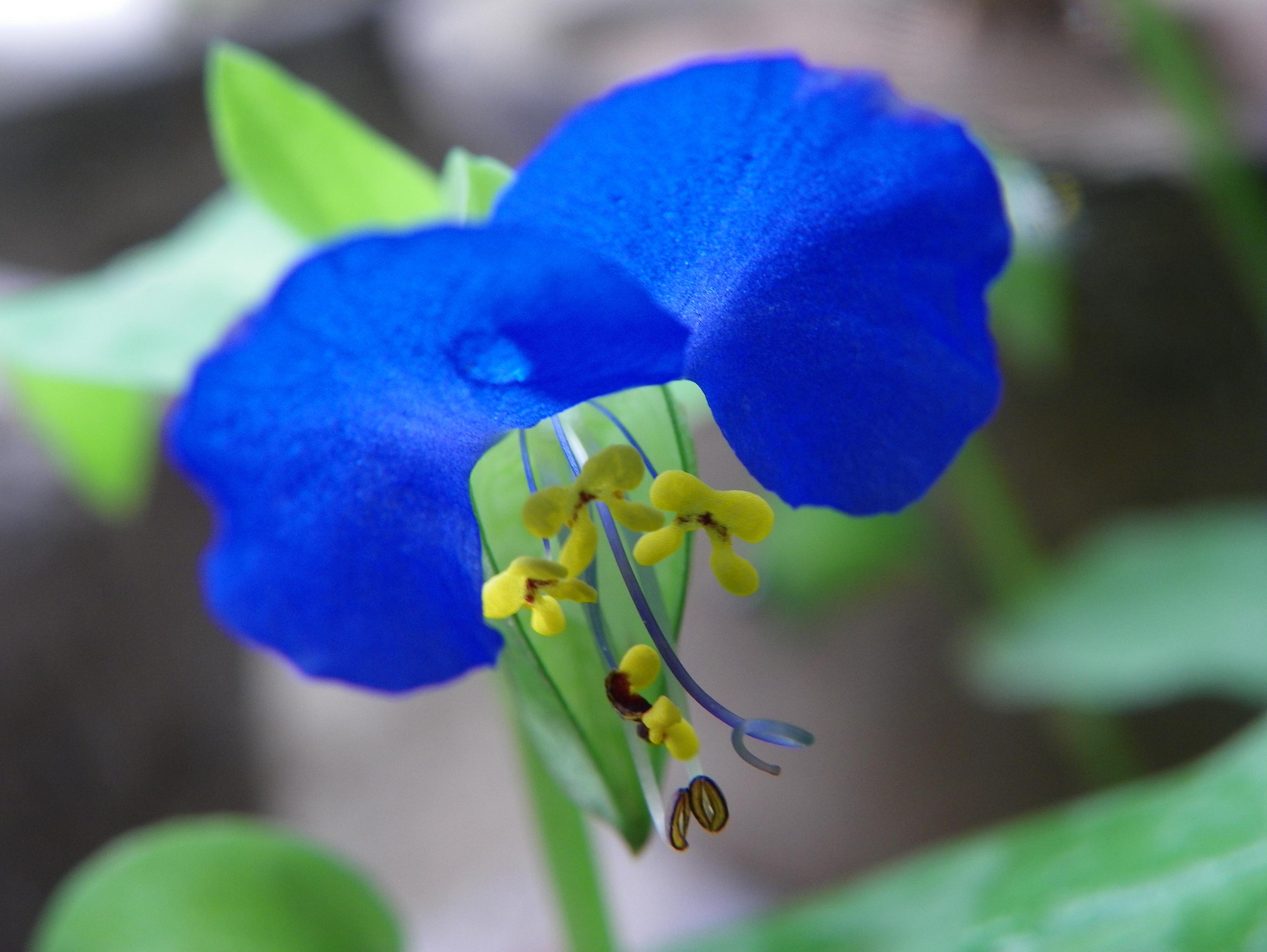 关键词:蓝色花瓣 花 花草 蓝色花 生物世界 摄影 480dpi jpg; 蓝色