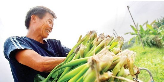 主题: 惠州水口村民捞水浮莲喂猪,一举两得(图)