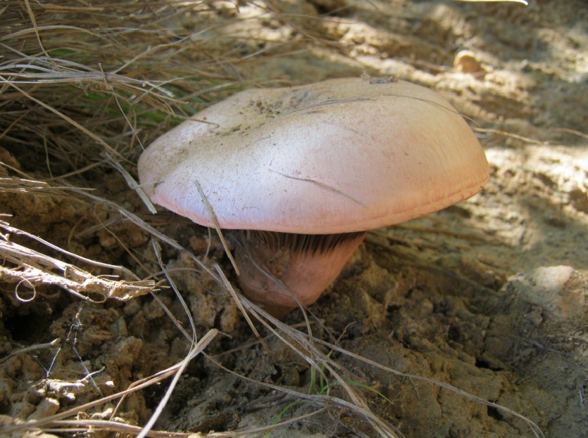 巨型红蘑现真身_转载灌水_建平论坛_建平在线