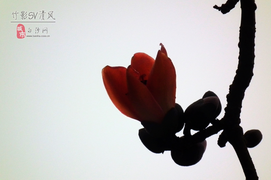20120217213226804.jpg