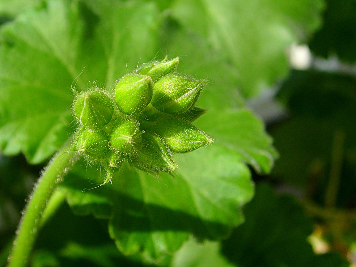 洋绣球_洋绣球花_洋绣球花有毒吗_图片大全_