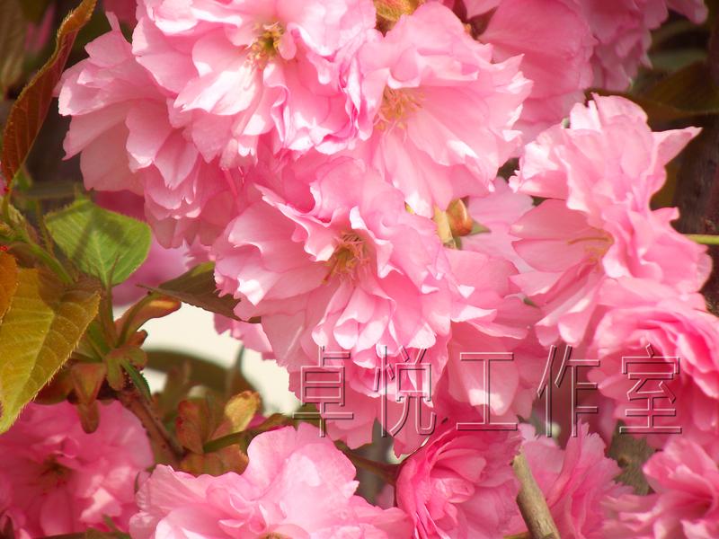 20120419011552665.jpg