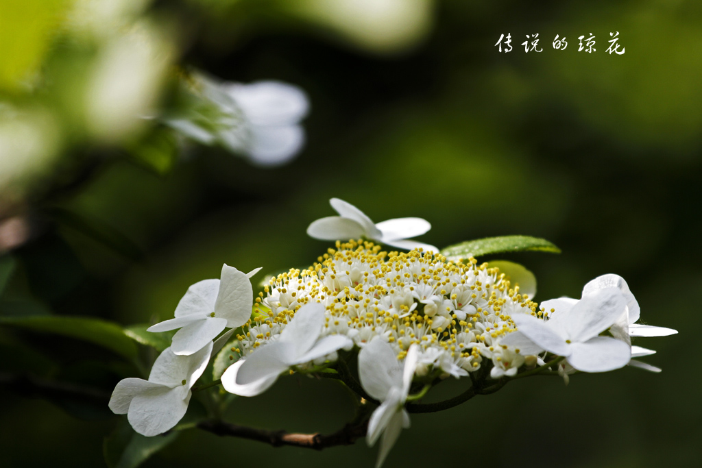扬州市花—琼花!