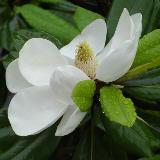 玉兰花开