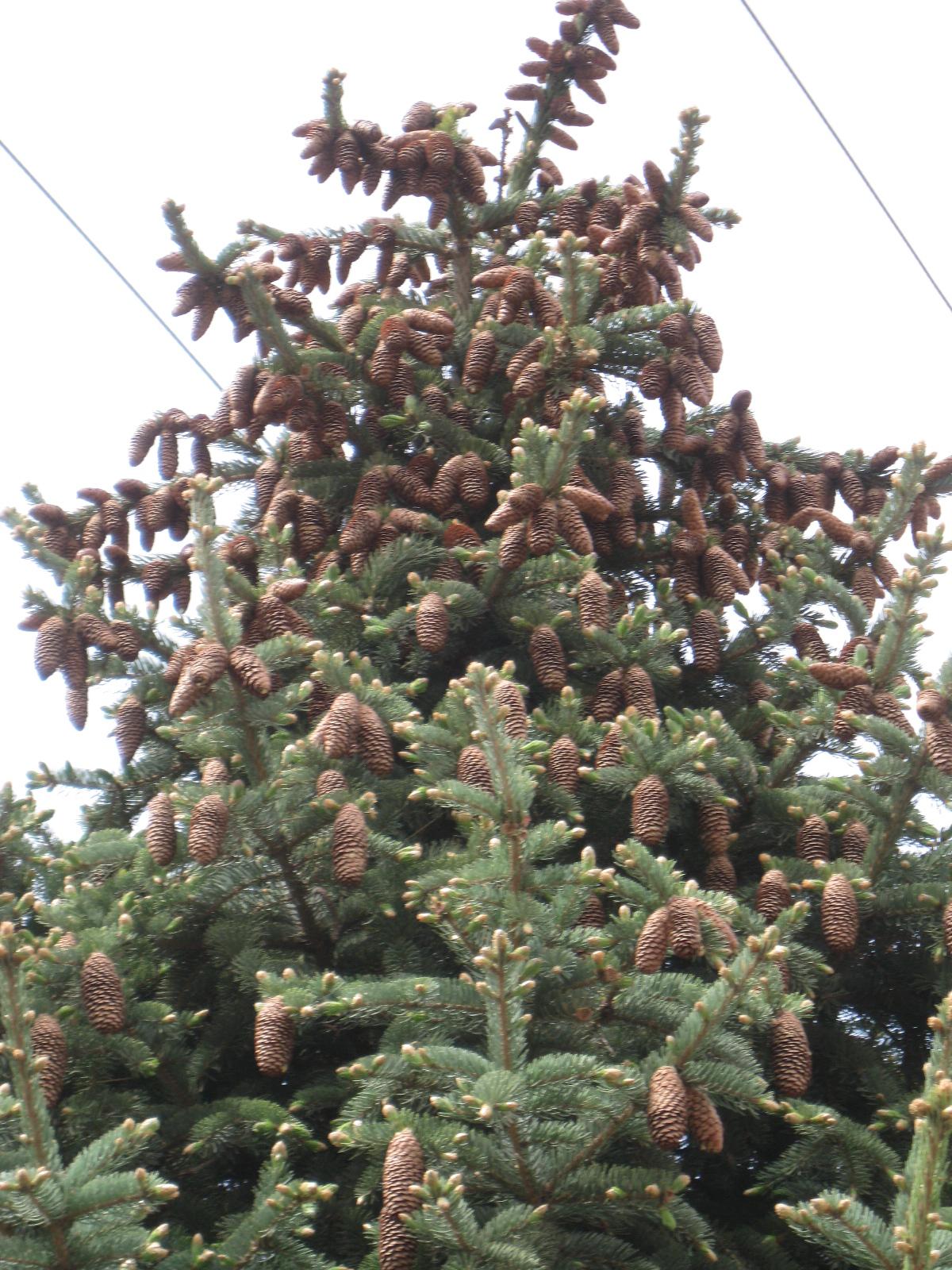 单车日志:平安镇--重温车队历史,感受五月的农