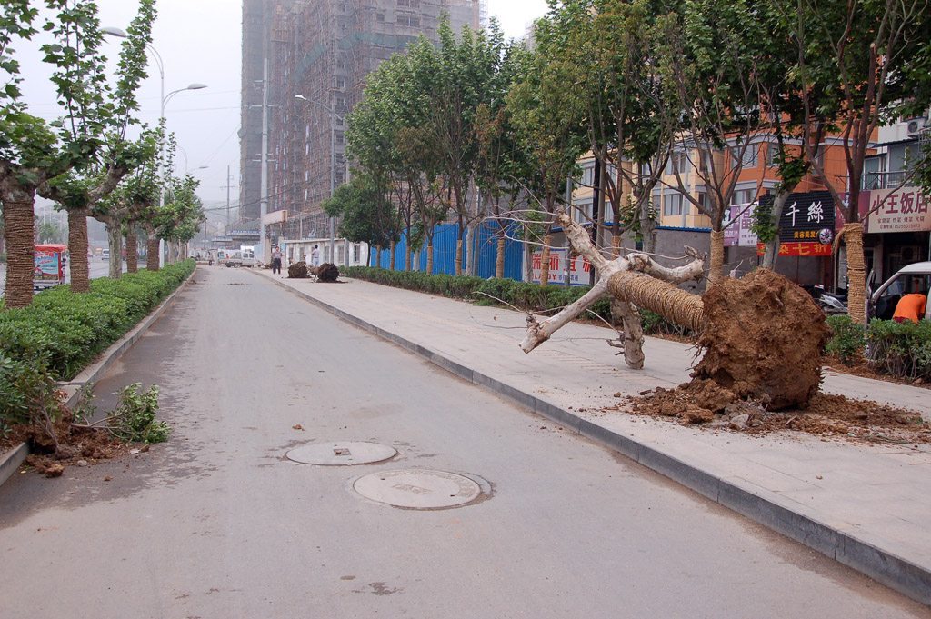 明光西路植树忙_围观滁州