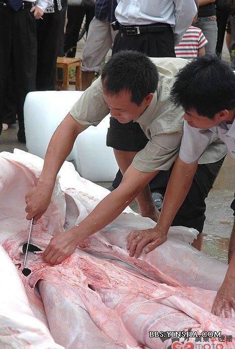 河南省南陽白河發現怪物!有圖有真相_休閑灌水_