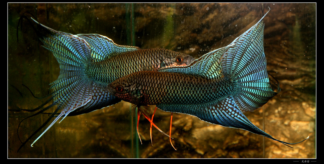 中国斗鱼品种 普叉.蓝叉.越黑.圆尾等等 _侃吧闲