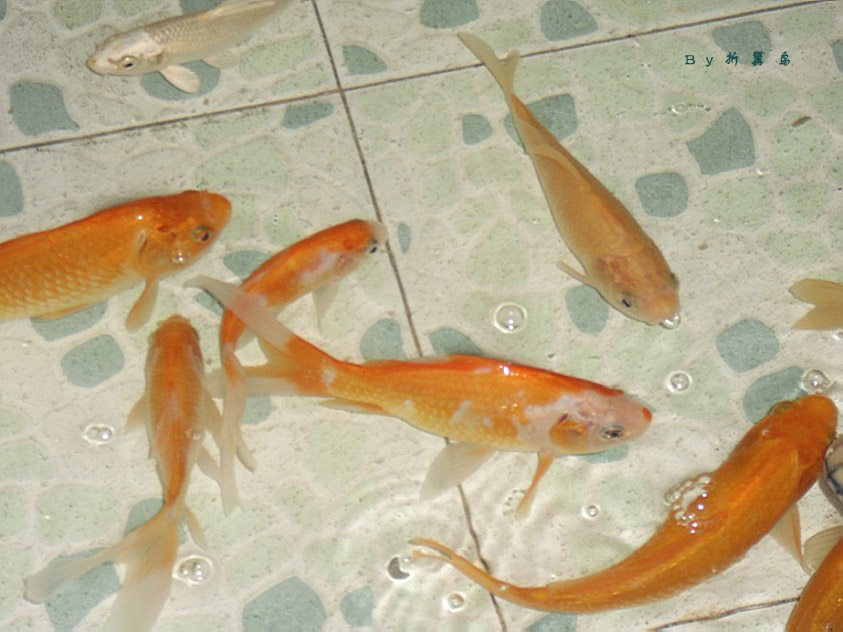 如何卡金鱼骨 201222015263620.jpg