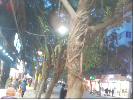 亲爱的 你是否听见后北街的鸟叫声_图看三台_