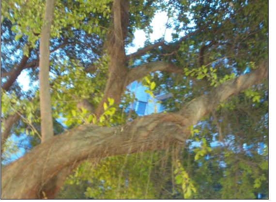 亲爱的 你是否听见后北街的鸟叫声_图看三台_