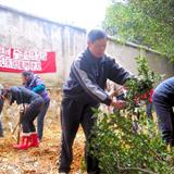 2012年3月利民社区植树活动1