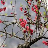 龙潭春意
