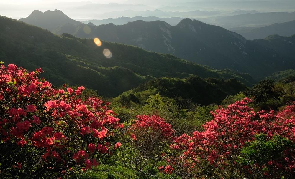 杜鹃花开简谱_杜鹃花红唱新歌简谱(3)