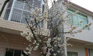 ӣ�һ�������������