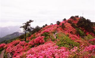 [�Ƽ�]��ǵĶž黨��Ҫ���ˣ���ȡ���ڻ���ʱ��ȥһ���۷���