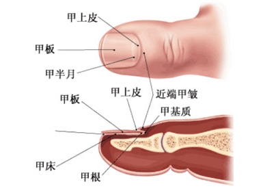 <em>人闲长头发</em> 心闲长指甲 看指甲知健康_健康养